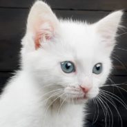 Driver Rescues Kitten Swimming Along Flooded Street