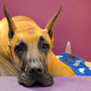 Energetic Great Dane Does “Dance” Every Morning To Wake Up