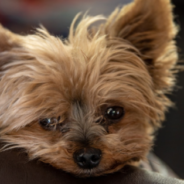 Excited Terrier Can’t Wait To See Family On Thanksgiving