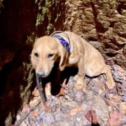 Firefighters Rescue Missing Dog From Abandoned Mine Shaft