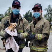 Firefighters Save Missing Dog Who Spent Terrifying Week Stuck In Storm Drain