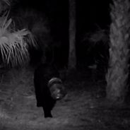 Florida Black Bear With Head Stuck In Plastic Container For A Month Is Finally Freed