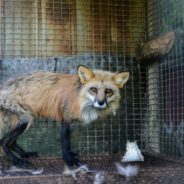 France Bans Fur Farming