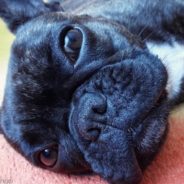 French Bulldog Eases Patients’ Anxiety At Dentist Office By Sitting On Their Chest