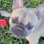 French Bulldog Reunited With Owner After Being Stolen At Gunpoint