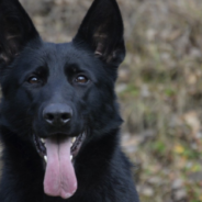 German Shepherd Is BFFs With Rabbits, Rats, Lizards, And More