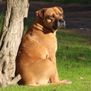 Giant Mastiff Falls In Love With Tiny Chihuahua And Now They’re BFFs