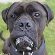 Giant Shelter Dog Known As “Dribble King” Finds Forever Home In Time For The Holidays