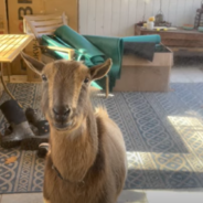 Goat Demands To Be Let Inside The House With The Dogs