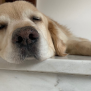 Golden Retriever Loves Napping On The Washing Machines At The Laundromat