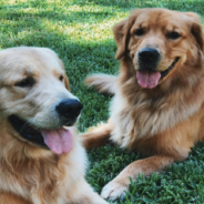 Golden Retrievers Won’t Leave Woman Alone While She’s Taking A Bath