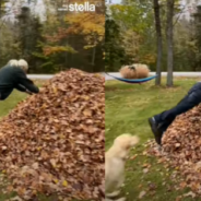 Grandfather Celebrates 80th Birthday By Diving Into Pile Of Leaves With The Dogs