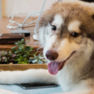 Happy Husky Walks With A Wiggle Because Of His Special Needs