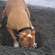 Happy Rescue Dog Digs Massive Hole In Backyard