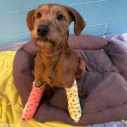 Kentucky Humane Society Saves Puppy With Broken Front Paws