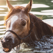 Locals Save 29 Horses From Floodwaters In Canada