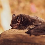 Long-Tailed Bat Swoops In And Wins New Zealand’s Bird Of The Year