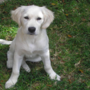 Man Catches “Ghost Dog” Playing In Back Yard On Security Camera