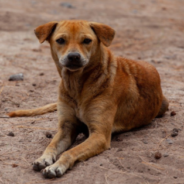 Man Helps The Stray Dog Who Bit Him