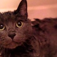 Man Risks His Life To Save Drowning Kitten From Rising Floodwaters