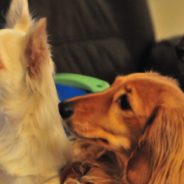 Man Transforms Spare Bedroom Into “Mini Penthouse Condo” For His Dogs