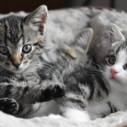 Nursing Home Uses “Kitten Therapy” to Help Seniors and Foster Kittens Comfort Each Other