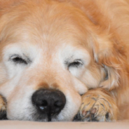 Obese Golden Retriever Loses 74 Pounds With New Family