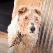 Old Dog Left Tied To A Wall Gets A Taste Of Freedom