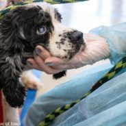 Over 500 Dogs and Puppies Rescued From “Nightmare Puppy Mill” In Iowa