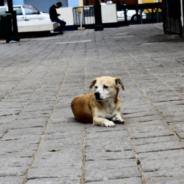 Paralyzed Dog Found Scooting On The Ground Gets A Second Chance At Life