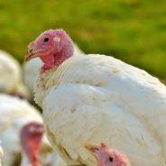 Petition Urges President To Release Pardoned Turkeys To Farm Sanctuary