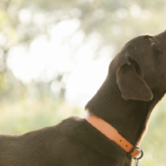 Photographer Captures Amazing Expressions From Dogs As They Eat Treats