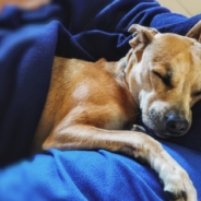 Pittie Rescued Starving And Freezing In An Alley Finds Forever Home