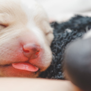 Puppy Enjoys Breakfast In “Bed” While Other Pups Try To Join In