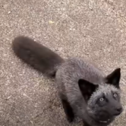 Rescue Foxes Are So Excited To Be Gifted An Egg