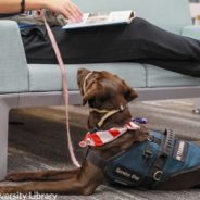 Rescue Trains Dogs To Help Veterans Struggling With PTSD Get Through Everyday Life