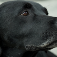 Scared Mama Dog Doesn’t Want Help Until Rescuers Show Her It’s Ok