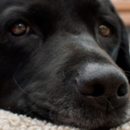 Scottish Broadcaster Tells His Dogs A Scary Bedtime Story Of The Pale Wolf In The Woods