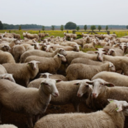 Sheep Take Over Streets In Madrid During Annual Winter Migration