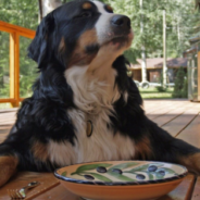 Shelter Dogs Celebrate Their Very First “Barksgiving” Together