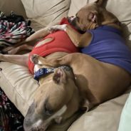 Shelter Volunteer and Her Husband Adopt Two Three-Legged Dogs