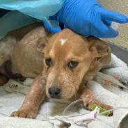 Sick Puppies Rescued After Being Dumped on Side of Busy Road