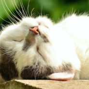 Stray Cat Crashes Couple’s Quiet Visit to the Lake