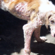 Street Dog With Terrible Mange Spends Months In Recovery