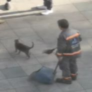 Street Sweeper Stops Working To Play With A Stray Cat