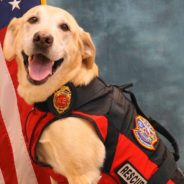 Surfside Condo Search Dog Finally Gets To Retire After 8 Years On Florida Rescue Team