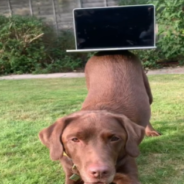 Talented Labrador Shows Off His “Booty Balance” Skills