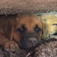 Terrified Puppies Rescued From Landfill