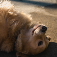 The Internet Loves This “Romeo & Juliet” Romance Between Two Golden Retrievers