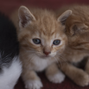 Truck Driver Rescues Tiny Kittens And Drives Them Around The Country